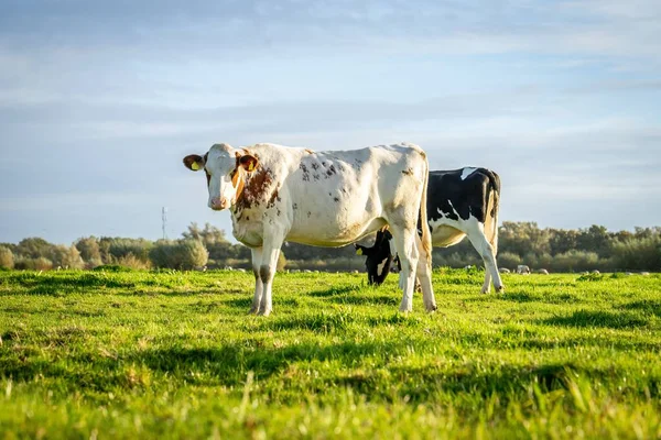 Uma Bela Vista Uma Manada Vacas Campo Verde Contra Céu — Fotografia de Stock