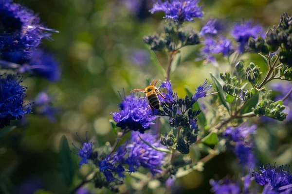Zbliżenie Ujęcia Pszczoły Miodnej Zbierającej Nektar Kwiatu Znalezionego Dziczy — Zdjęcie stockowe