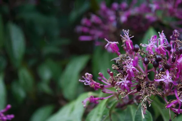 紫花一种紫花的特写照片 — 图库照片