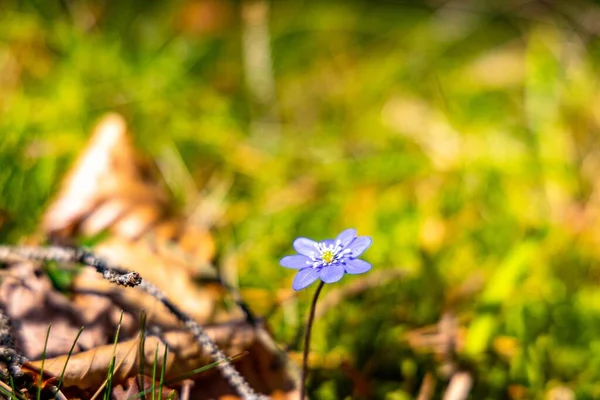 Detailní Záběr Krásné Květiny Zelené Vyplněné Během Slunečného Dne — Stock fotografie