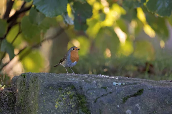 Ein Kleiner Süßer Rotkehlchen Vogel Der Tagsüber Auf Dem Stein — Stockfoto