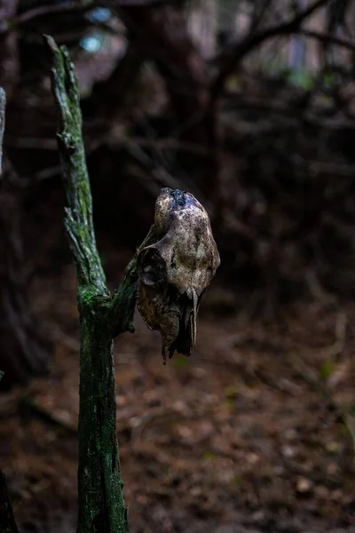 Vertical Shot Animal Skull Hanging Tree Branch Forest — Stock Photo, Image