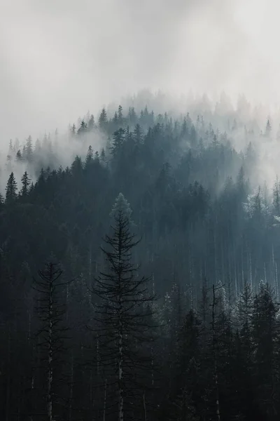 Une Vue Aérienne Forêt Verte Dense Sombre Par Une Journée — Photo