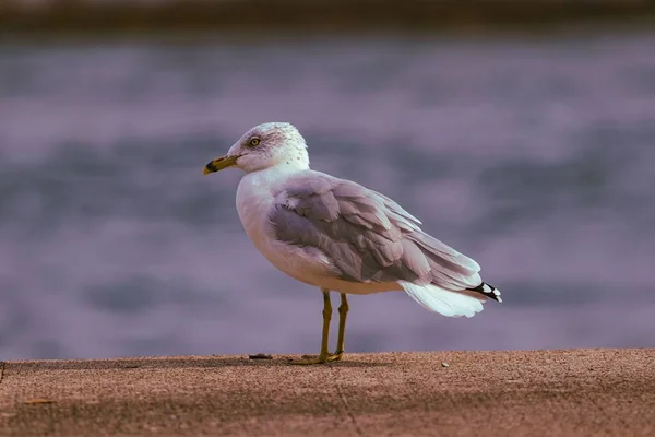 Ring Billed Gull Standing Ground Sunny Day Sea Blur Background — Stock Photo, Image