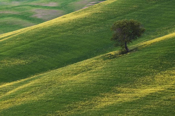 Uma Vista Aérea Uma Única Árvore Belo Prado Amarelo Verde — Fotografia de Stock