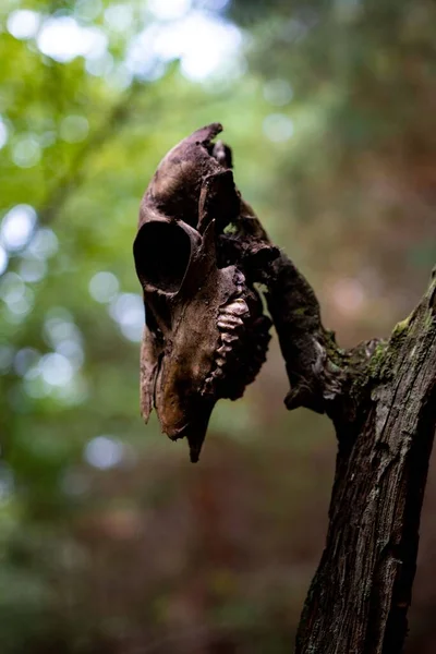 Tiro Vertical Crânio Animal Pendurado Galho Árvore Floresta — Fotografia de Stock