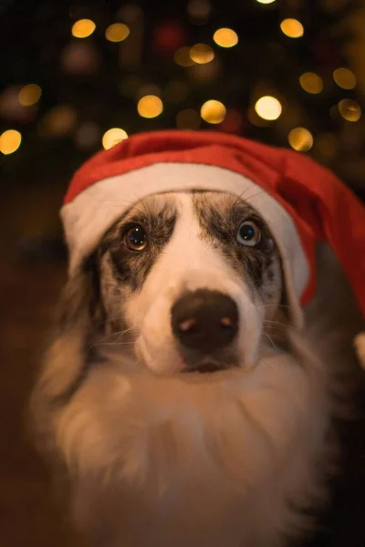 Câine Drăguț Purtând Pălărie Moș Crăciun Crăciun — Fotografie, imagine de stoc