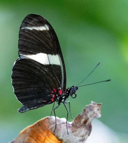 Primer Plano Una Mariposa Heliconius Doris Una Planta —  Fotos de Stock