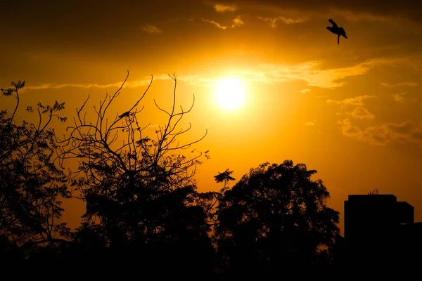 Silhuett Träden Vid Orange Solnedgång — Stockfoto