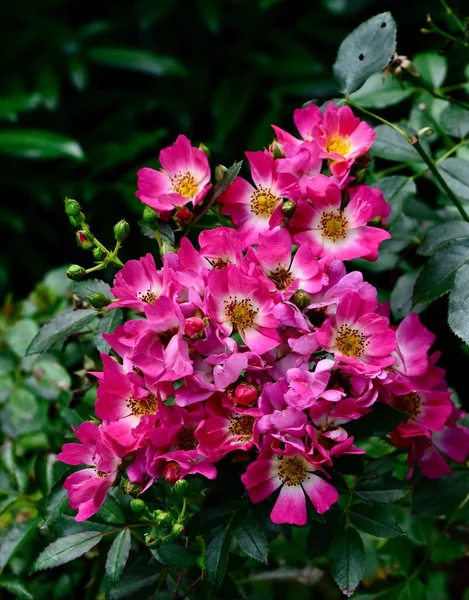 Closeup Blooming Pink American Pillar Roses — Stock Photo, Image