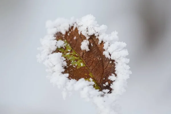 Zbliżenie Zielonego Brązowego Liścia Pokrytego Płatkami Śniegu Rozmytym Tle — Zdjęcie stockowe