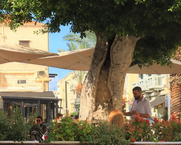 Restauracja Pod Starym Drzewem Mieście Hajfa Izrael — Zdjęcie stockowe