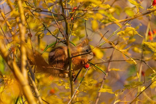 Close Esquilo Vermelho Com Uma Baga Vermelha Sentada Ramo Sciurus — Fotografia de Stock