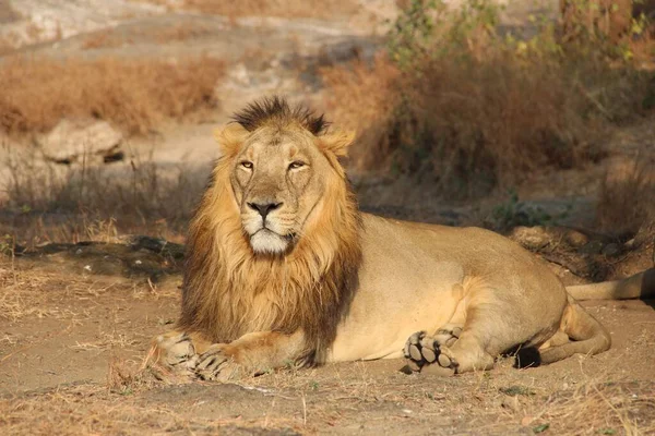 Plan Rapproché Lion Assis Par Terre Sous Soleil — Photo