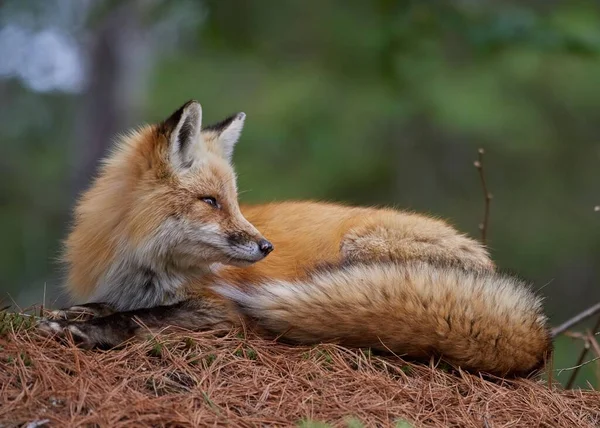 Cute Red Fox Vulpes Vulpes Sitting Dry Grass Closeup — Stock Photo, Image