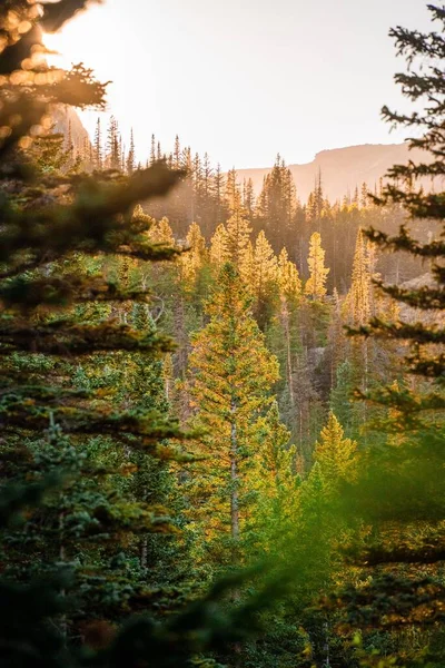 Svislé Vysoké Zelené Stromy Krásném Hustém Lese Slunečného Dne — Stock fotografie