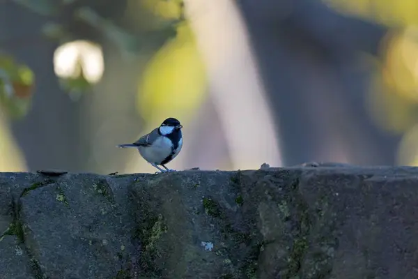 Cute Cinereous Tit Bird Perched Stone Daytime — Zdjęcie stockowe