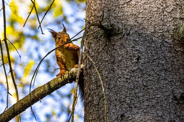 Zbliżenie Czerwonej Wiewiórki Stożkiem Gałęzi Sciurus Vulgaris — Zdjęcie stockowe