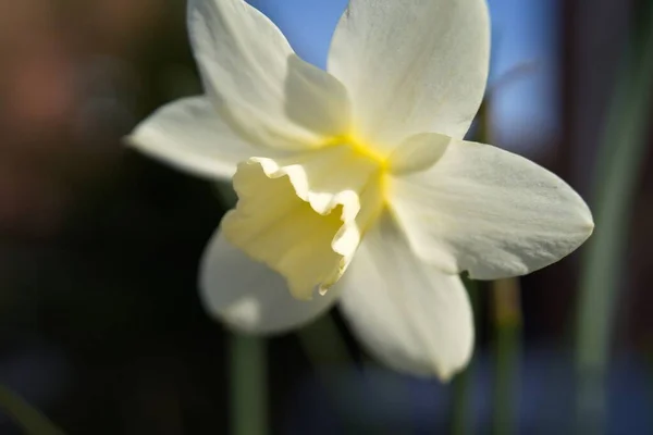 Bahçedeki Nergis Çiçeğinin Güzel Bir Manzarası — Stok fotoğraf