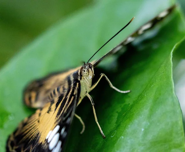葉の上でパルテノスシルビア蝶のクローズアップショット — ストック写真
