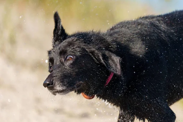 Roztomilý Černý Pes Sušení Sám Koupání Jezeře — Stock fotografie