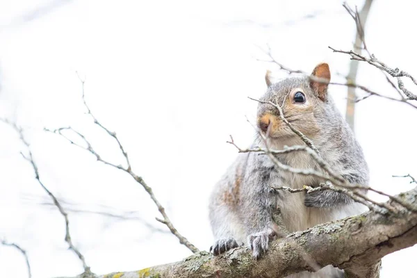 Squirrel Sitting Tree Branch White Blur Background — Stock Photo, Image