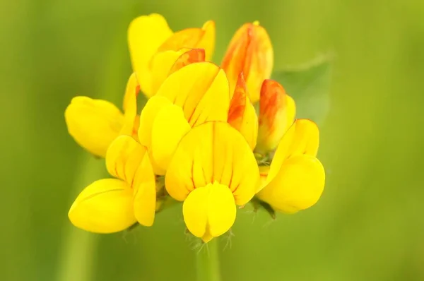 Yellow Lotus Corniculatus Closeup Isolated Blurred Background — Stock Photo, Image