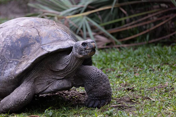 Yeşil Tarlada Dev Bir Floreana Kaplumbağası — Stok fotoğraf