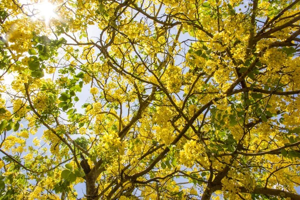 Ángulo Bajo Follaje Amarillo Brillante Árbol Exuberante Una Hermosa Escena — Foto de Stock