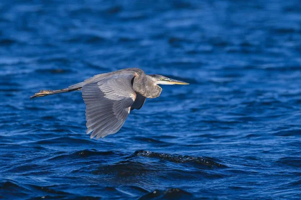 Great Blue Heron Ardea Herodias Flying Connecticut River — Stock Photo, Image