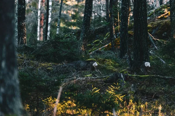 Прекрасный Снимок Двух Оленей Бегущих Шведском Лесу — стоковое фото