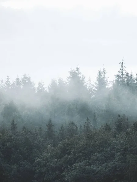 Вертикальний Дрон Знімок Пишних Дерев Туманному Лісі — стокове фото