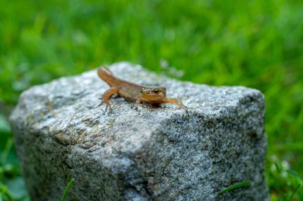 Een Oppervlakkige Focus Shot Van Tony Gladde Salamander Grijze Rots — Stockfoto