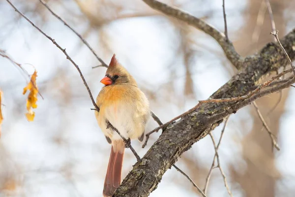 Close Shot Female Northern Cardinal Perched Branch Winter Garden — Stock Photo, Image