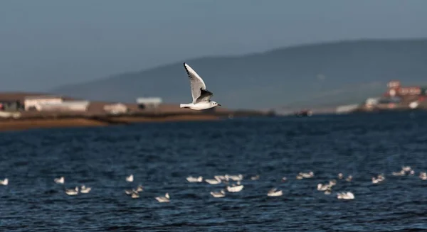 Eine Weiße Möwe Fliegt Über Das Meer Der Nähe Von — Stockfoto
