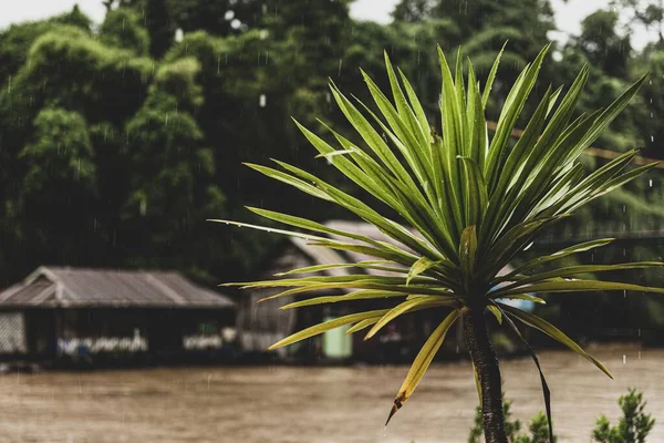 Närbild Vacker Grön Växt Med Traditionella Flottar Och Kwai Floden — Stockfoto