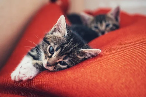 Zbliżenie Zdjęcia Małych Kociąt Relaksujących Się Mieszkaniu — Zdjęcie stockowe