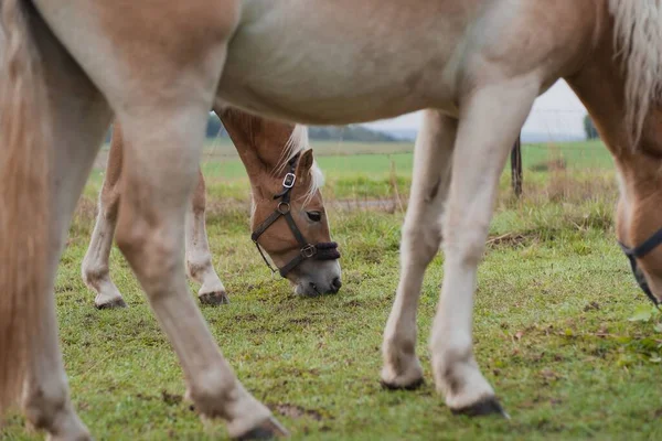 哈夫林格的马在田里吃草的特写镜头 — 图库照片