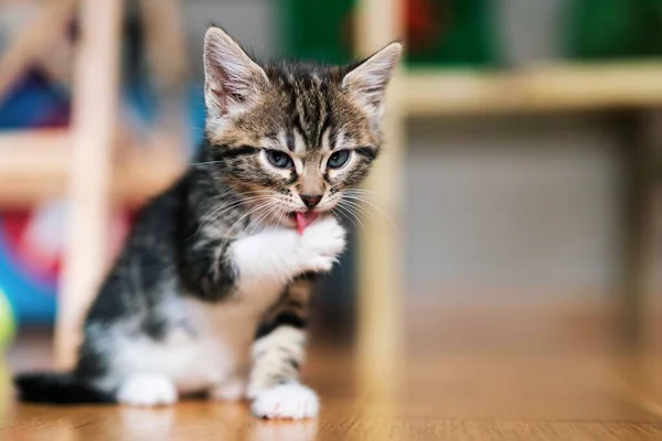 Bir Apartmanda Oynayan Küçük Bir Kedi Yavrusunun Yakın Plan Fotoğrafı — Stok fotoğraf