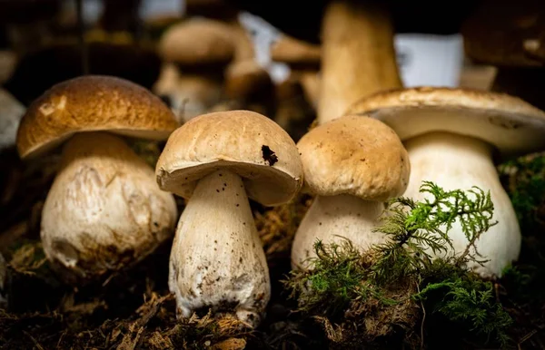 Primo Piano Funghi Che Crescono Terra — Foto Stock