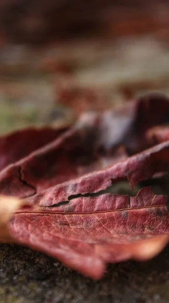 Вертикальный Крупный План Красного Осеннего Листа — стоковое фото
