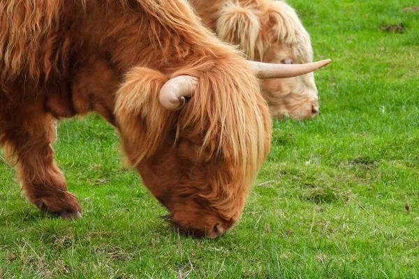 毛むくじゃらの牛の放牧の閉鎖 — ストック写真