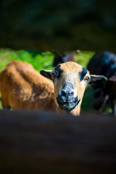 Plan Vertical Mouton Travers Ouverture Entre Une Clôture Bois — Photo