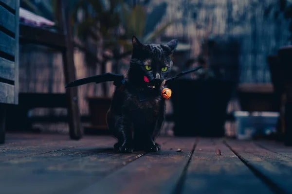 Roztomilá Černá Kočka Netopýřími Křídly — Stock fotografie