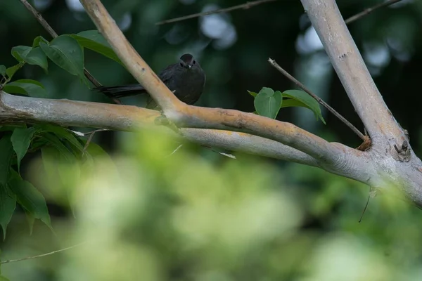 Zbliżenie Czarnego Małego Ptaka Szpaka Gałęzi Rozmytymi Liśćmi Tle — Zdjęcie stockowe