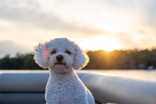 Retrato Enfoque Superficial Adorable Caniche Juguete Blanco Con Sol Brillante — Foto de Stock
