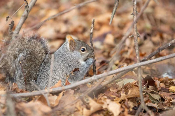 Wiewiórka Siedząca Ziemi Pełnej Jesiennych Liści Złamanych Gałęzi — Zdjęcie stockowe