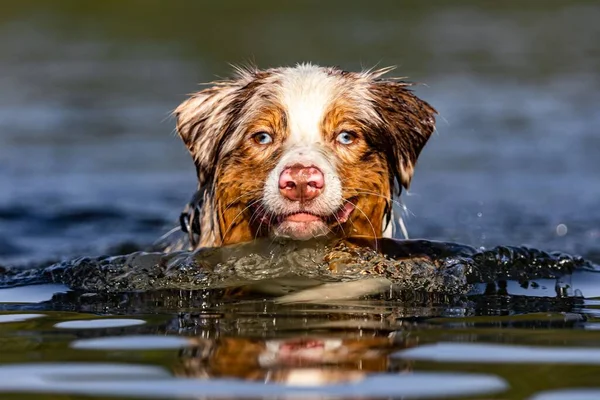 Ein Entzückender Verspielter Hund Schwimmt Einem See Park — Stockfoto