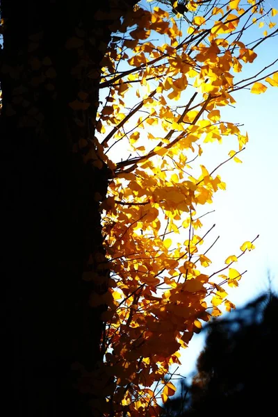 A yellow leaves of the tree against the sun