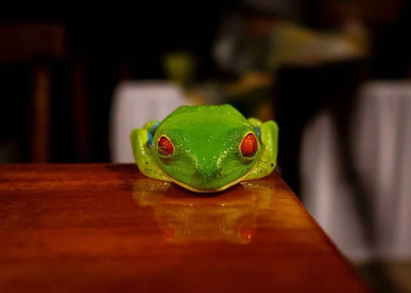 一只红眼树蛙在一张木制桌子上的特写 — 图库照片